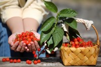 5月18日至6月16日，“櫻桃之約”邀你共赴！